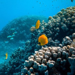 Painel Fotográfico YD5003-25 - 3,30 x 2,60m