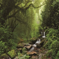 Painel Fotográfico WT-278 - 3,30 x 2,60m (4PCS)